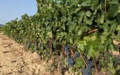 UAGA denuncia que algunas bodegas se niegan a recoger uva y reclama inspecciones al Gobierno Vasco