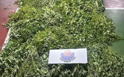 Detenido en Urkabustaiz tras localizar la Ertzaintza en una explanada una treintena de plantas de marihuana