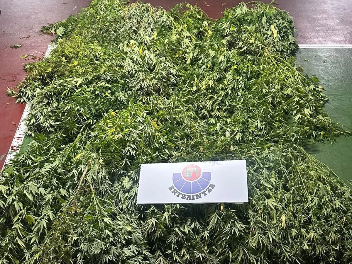 Plantación de marihuana localizada en Urkabustaiz Plantación de marihuana localizada por la Ertzaintza en Urkabustaiz