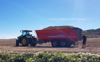 Udapa recoge 9 millones de kilos de patata alavesa, un 30 % menos por el calor y la sequía