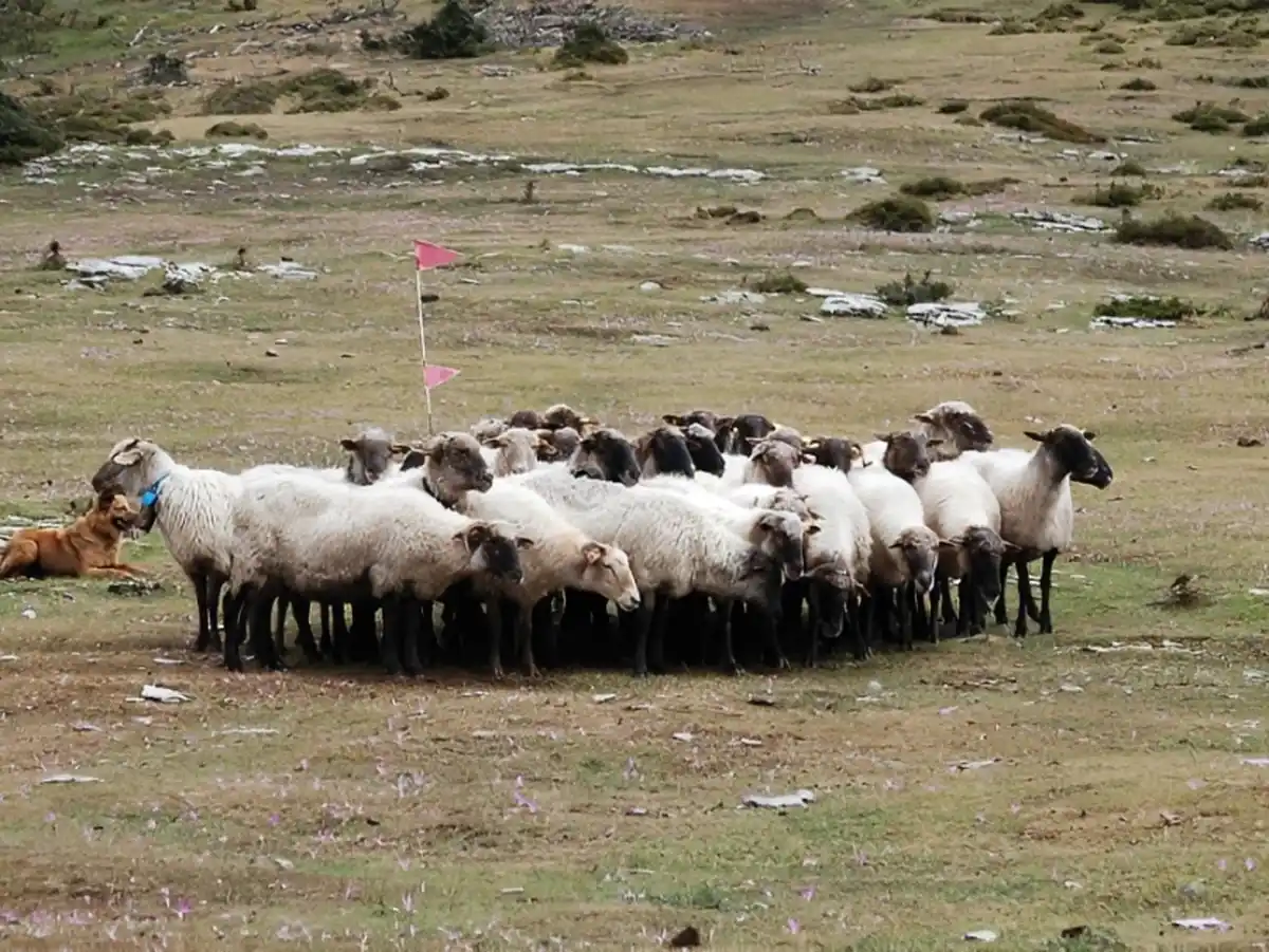 Sierra Salvada Pastores y ganado en Sierra Salvada, en Ayala