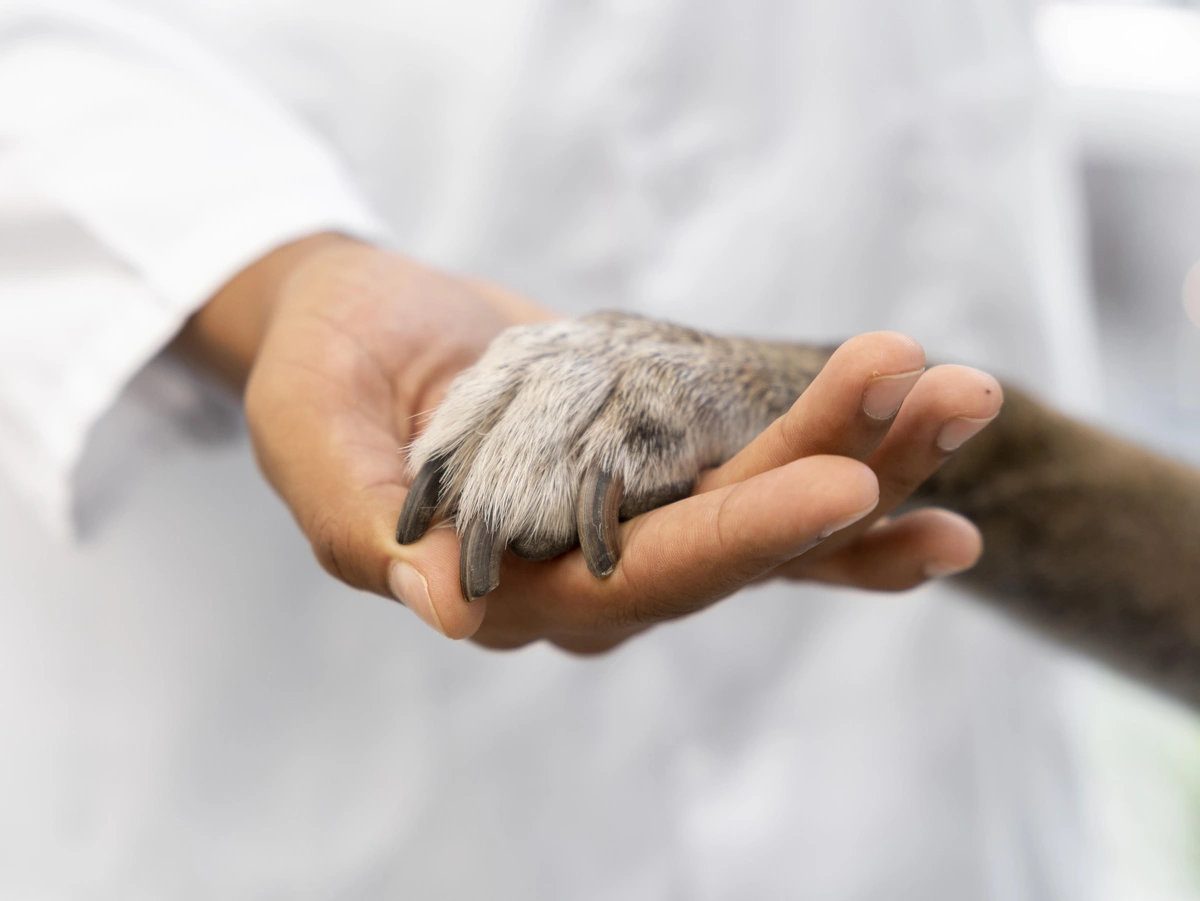 Ofertas de empleo en Labastida y Kuartango Ofertas de empleo en Labastida y Kuartango para spinning y una clínica veterinaria