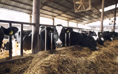 El Gobierno Vasco asegura que en Euskadi hay suficiente forraje para atender las necesidades de la ganadería