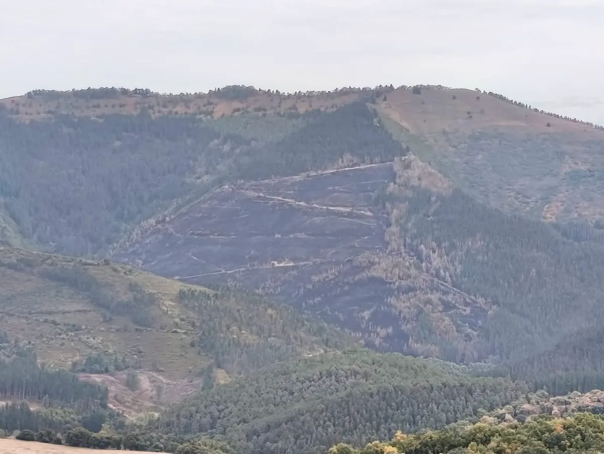Zona afectada por el incendio de Arza Zona quemada por el incendio de Arza vista desde Peñalba, cerca de Artziniega