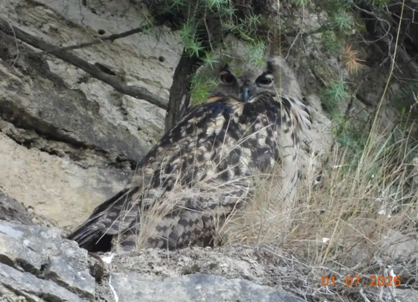Pollo de búho real fotografiado en 2026 por GADEN en el territorio afectado por el TAV