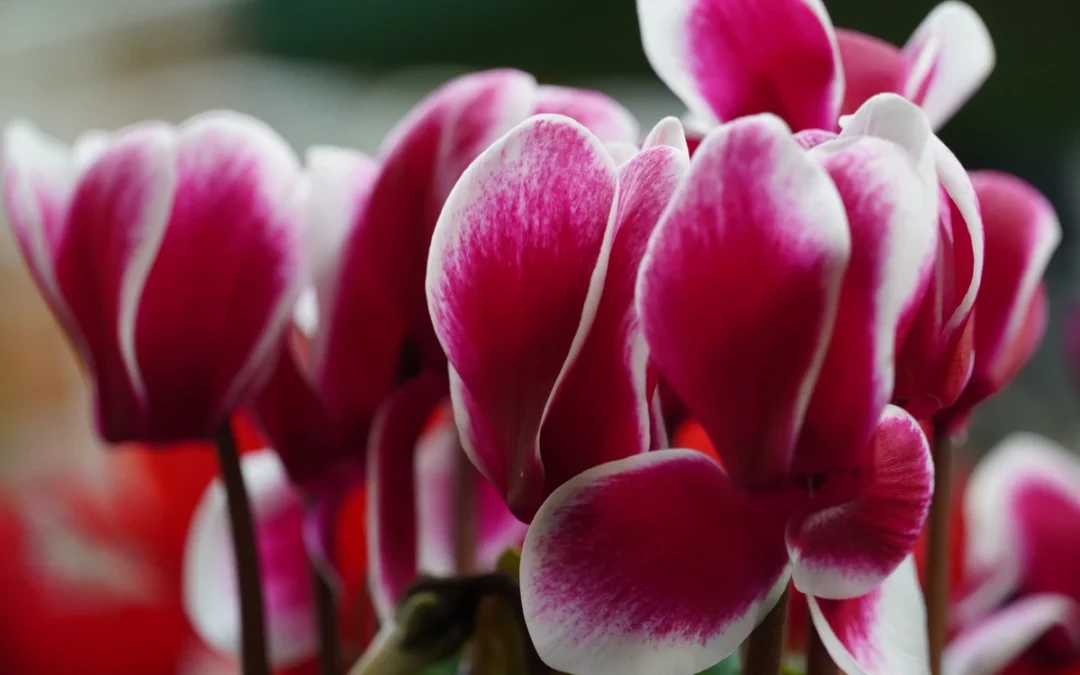 Cuida de tu jardín y tu huerta todo el año con ZUK y Centro de Jardinería Gorbeia