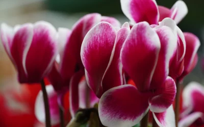 Cuida de tu jardín y tu huerta todo el año con ZUK y Centro de Jardinería Gorbeia
