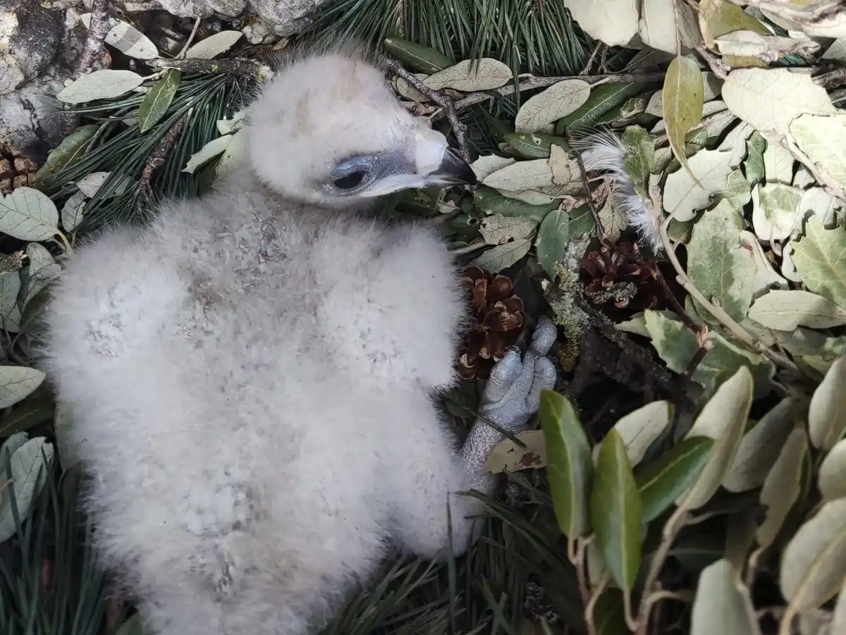 Pollo de águila de Bonelli cubierto de plumón blanco en un nido de ramas
