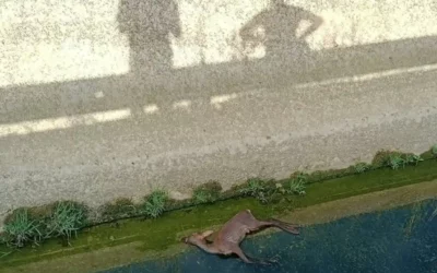 Zadorra Bizirik denuncia la muerte de un corzo en el Canal del Alegría