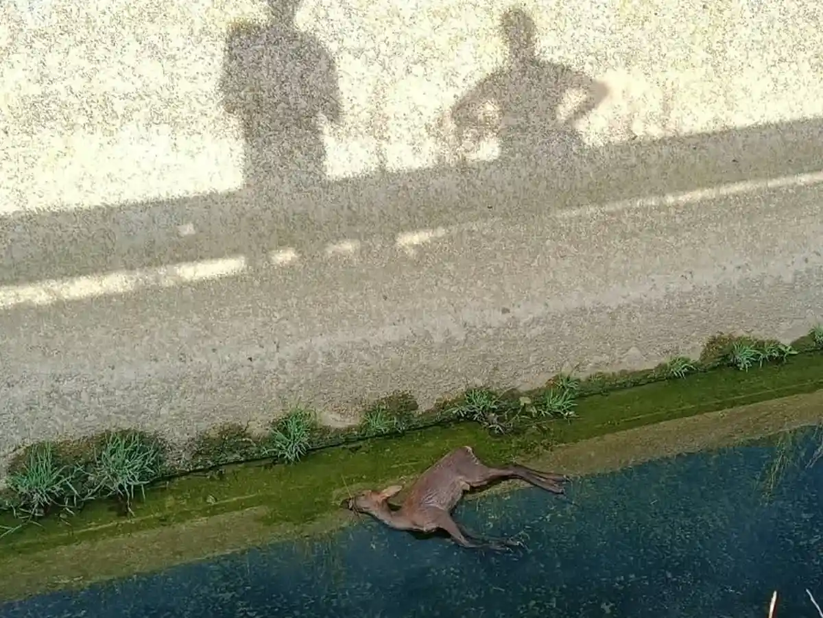 Corzo muerto en el Canal del Alegría Corzo muerto junto a una pared de hormigón del Canal del Alegría, en una fotografía difundida por Zadorra Bizirik.