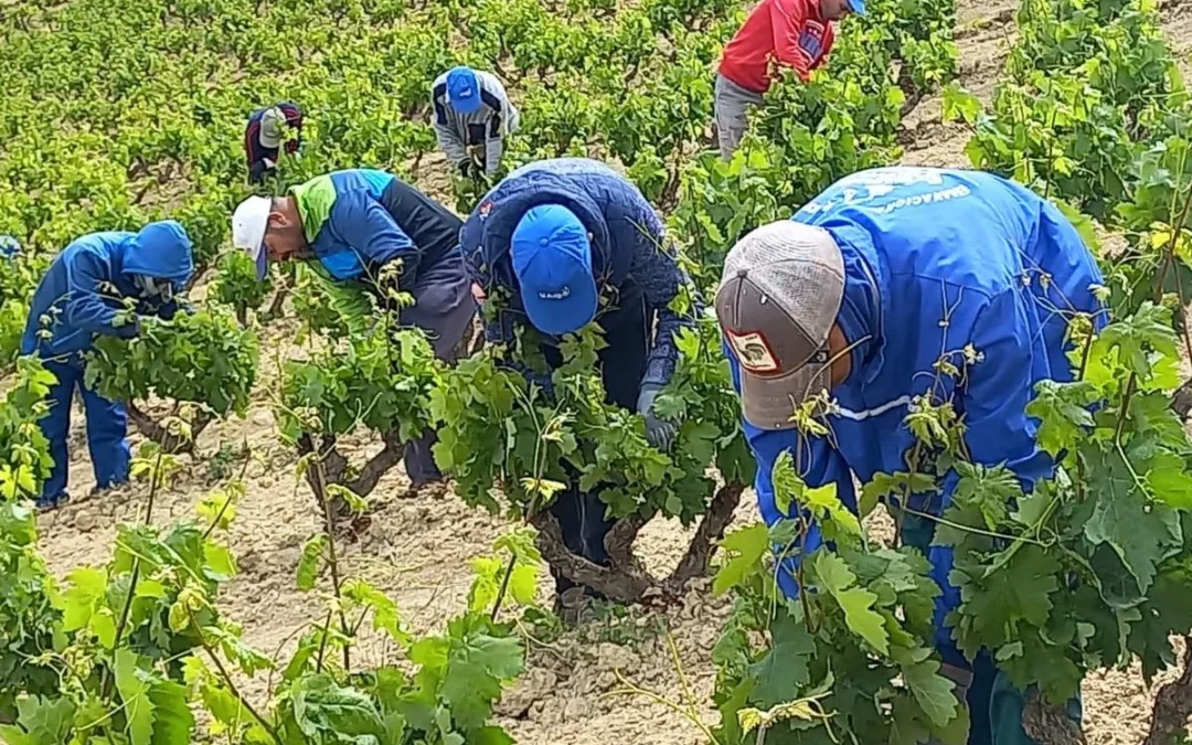 La vendimia de Rioja Alavesa termina con menos mano de obra especializada tras una campaña marcada por el calor