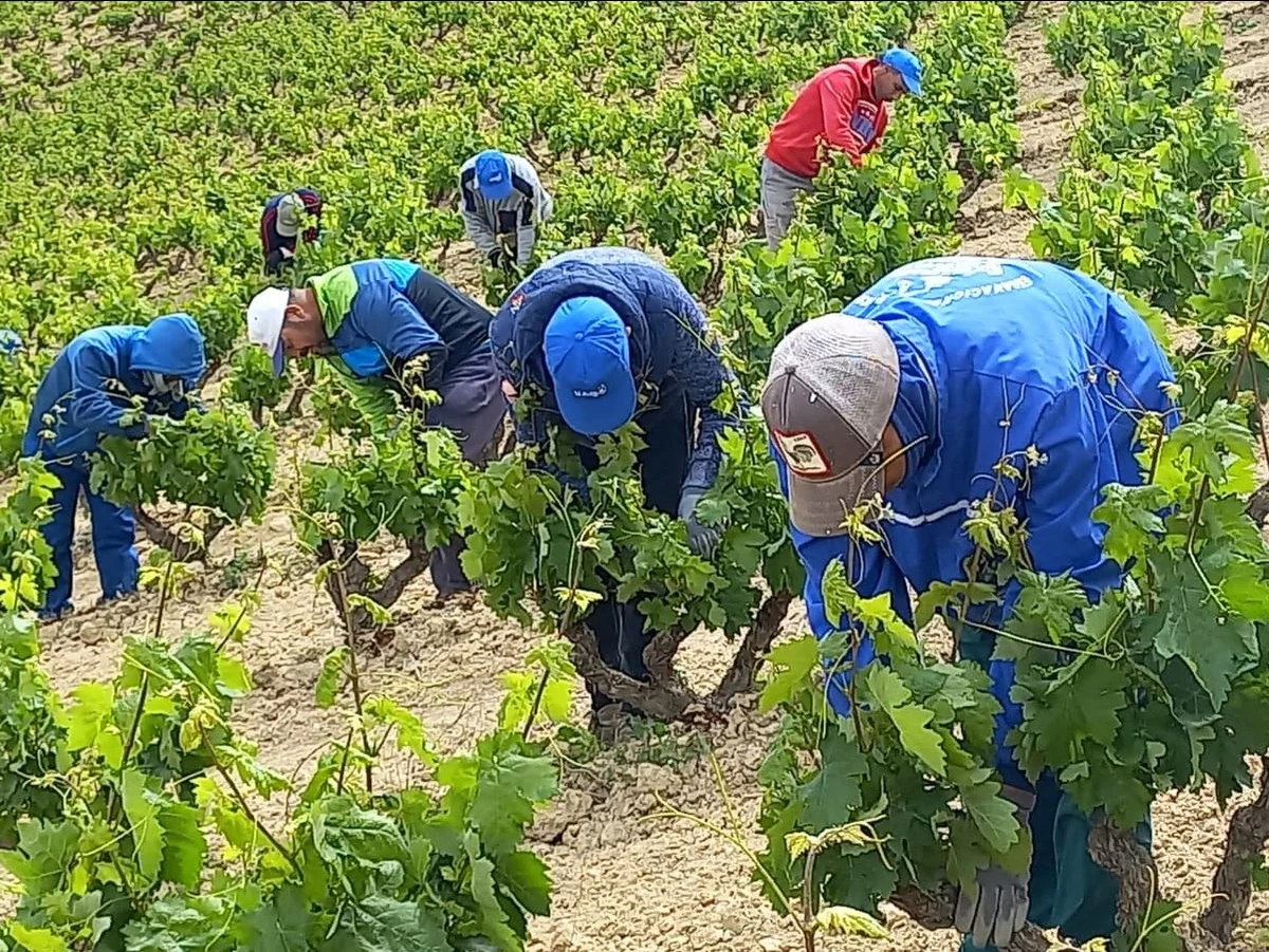 Cuadrilla de trabajadores realizando labores de vendimia entre las cepas de un viñedo