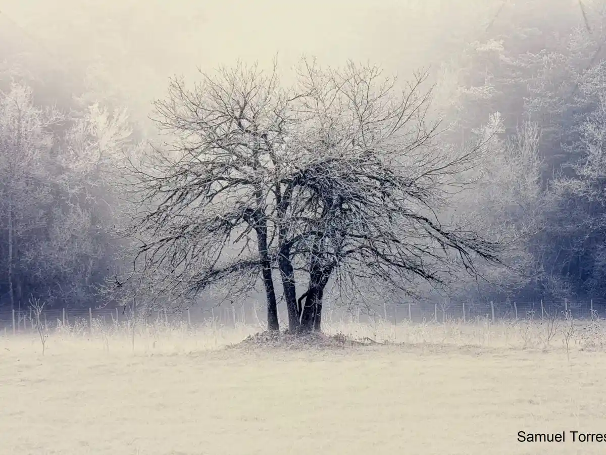 Álava imaginaria, fotografía de Samuel Torres Fotografía de Samuel Torres con un árbol cubierto de escarcha en un paisaje alavés