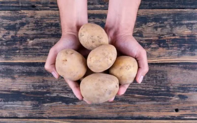 Valdegovía busca la patata más grande de 2026: 100 euros de premio para la ganadora