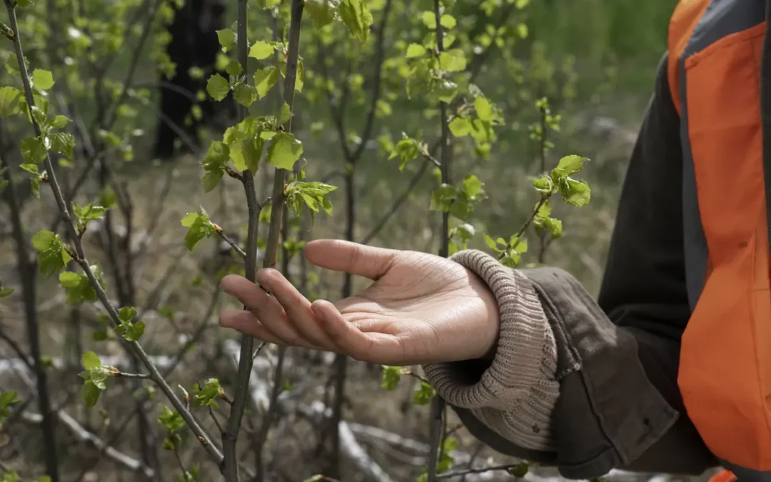 La Diputación de Álava abre una bolsa de empleo de Ingeniería Técnica Forestal: requisitos y cómo inscribirse hasta el 8 de noviembre