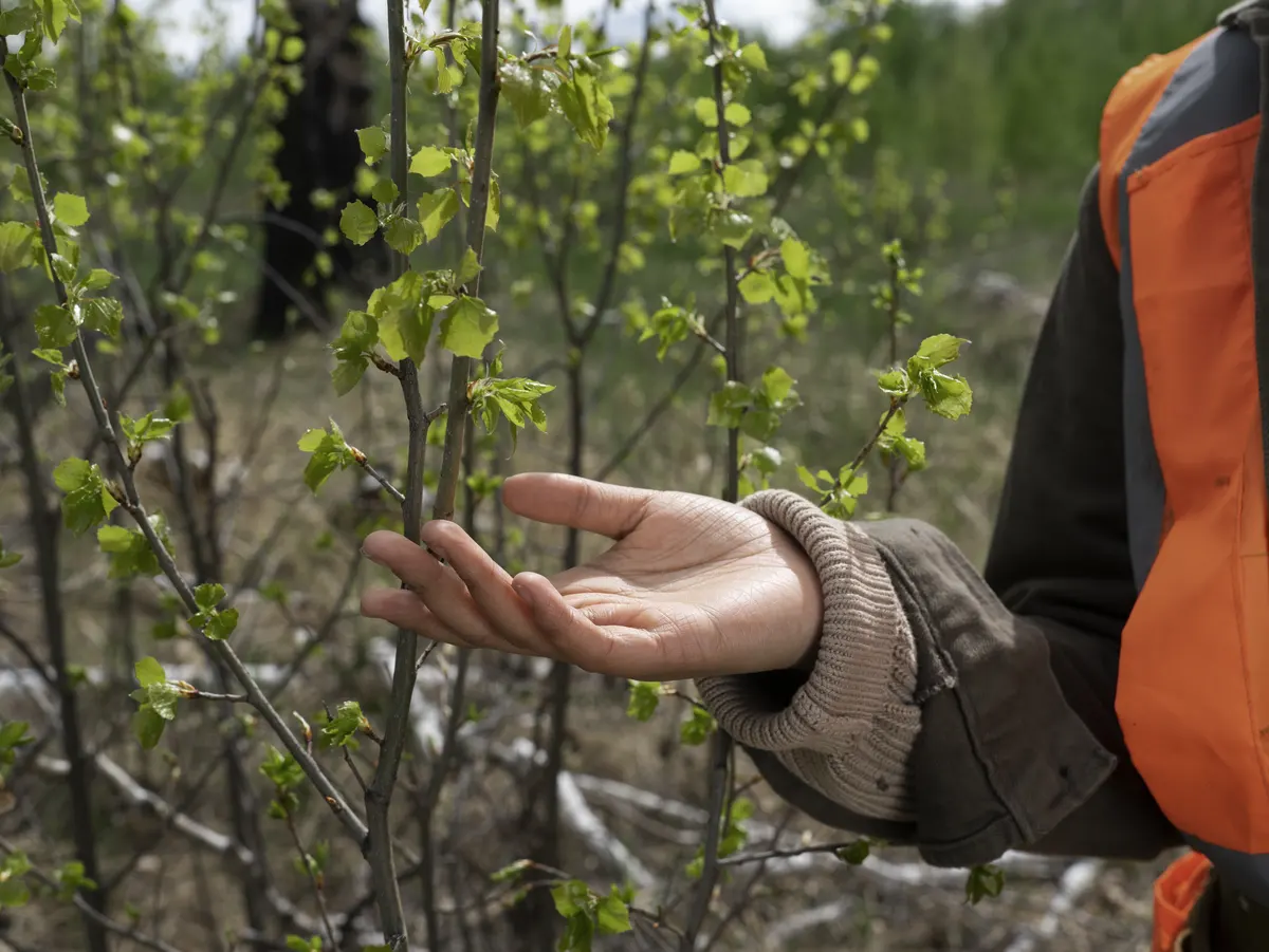 Trabajos forestales y regeneración del bosque Persona con chaleco naranja examinando brotes de árboles jóvenes en una zona forestal