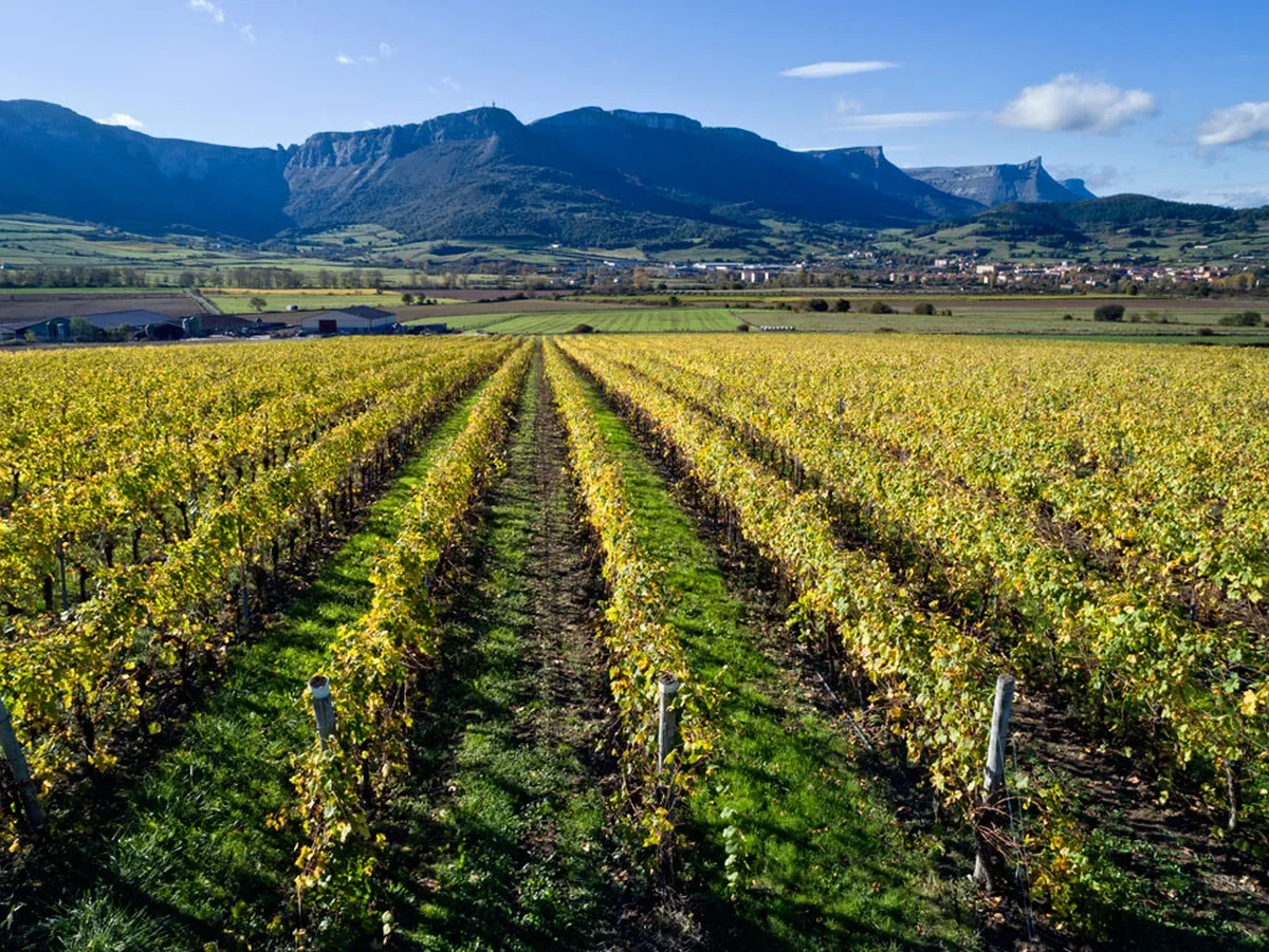 Viñedos de txakoli en Aiaraldea Viñedos de txakoli en Aiaraldea con montañas al fondo