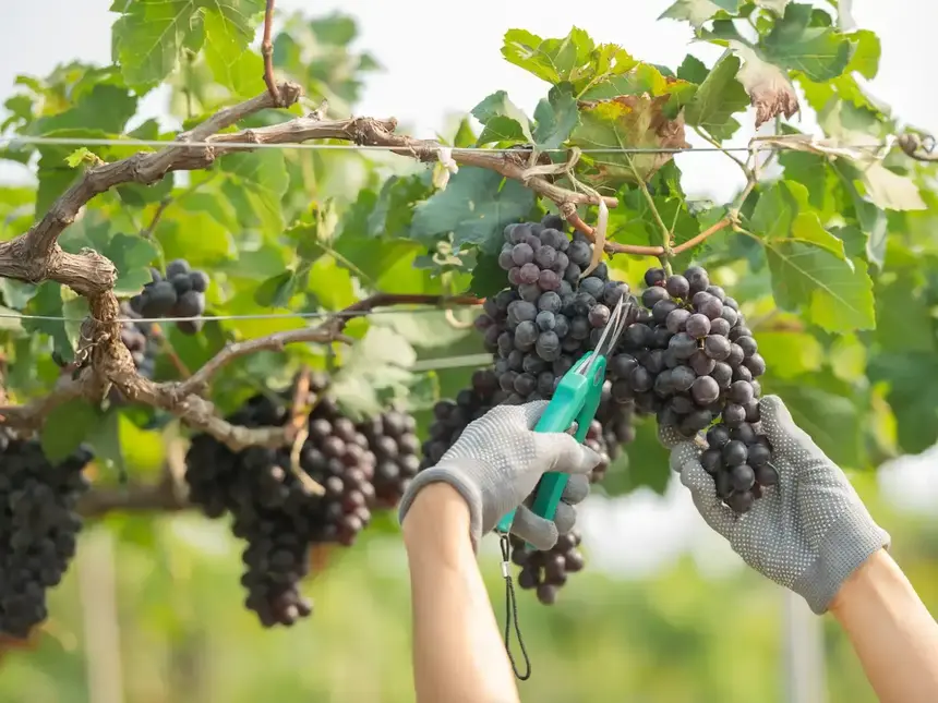 Manos con guantes cortan un racimo de uvas tintas con tijeras de vendimia
