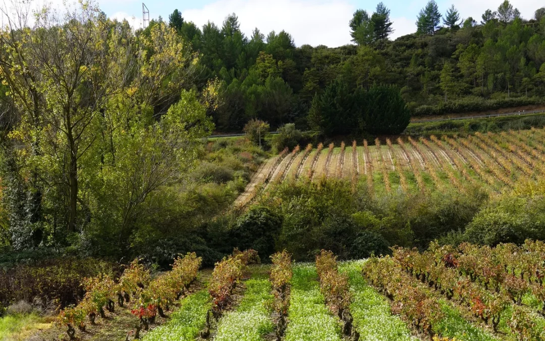Laguardia reunirá al sector del vino para abordar la gestión del agua, la viticultura de precisión y la digitalización