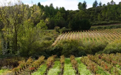 Laguardia reunirá al sector del vino para abordar la gestión del agua, la viticultura de precisión y la digitalización
